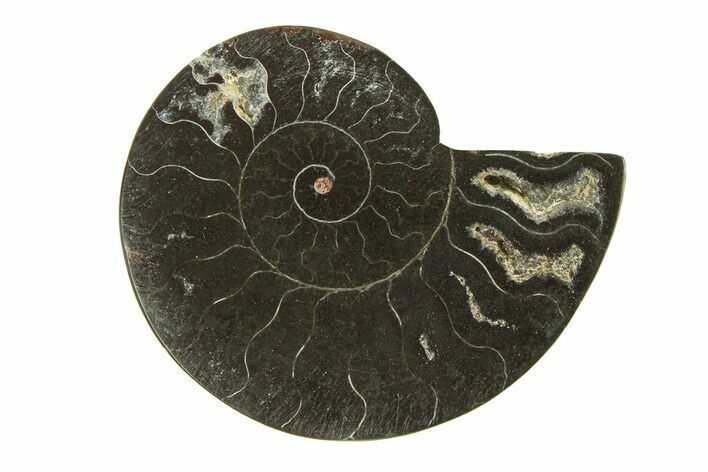 Cut & Polished Ammonite Fossil (Half) - Unusual Black Color #296310